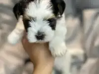 Щенки Бивер Йорк, фотография 4