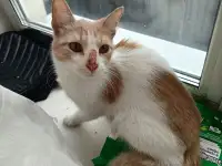 Отдам в добрые руки кошечку Малышку, фотография 2