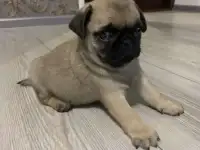 Куплю щенка Мопса