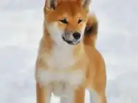 Ищу щенка Сиба ину