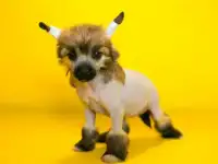 Китайская хохлатая собачка