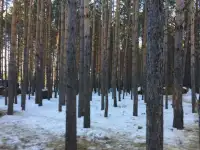 Продам конюшню, фотография 2