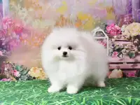 Белый шпиц померанский медвежонок