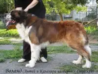 Щенки Московская сторожевая 