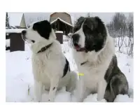 Возьму Алабая девочку