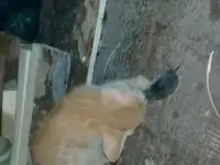 Котята-мышеловы