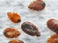 Клоп вывести