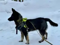 Потрясающе дружелюбный пёс Макс в добрые руки, фотография 3