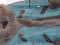 Зимняя турецкая дубленка, фотография 2