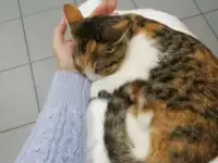 Юная кошечка ищет семью