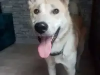 Лайка в добрые руки срочно