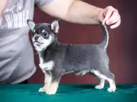Щенки чихуахуа