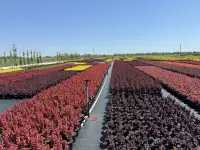 Продам декоративные растения Туя, можжевельник, ель, сосна, гортензия, барбарис, пихта