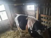Продаётся бык.