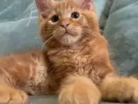 Котята мейн Кун рыжего окраса, фотография 2