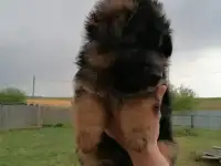Очаровательные малыши немчики.