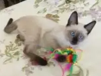 Чистопородные тайские котята, фотография 4