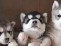 Породистые щенки хаски