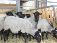 Гакыйка, Назир, Курбан, доставка, забой. Бараны