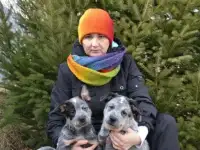 Австралийский хилер