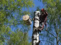 Снос, спил, обрезка деревьев