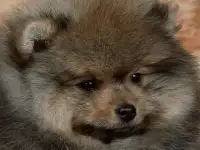 Шпиц девочка, фотография 2