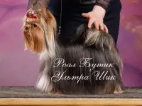 Молодой титулованный кобель для вязки., фотография 4