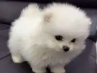 Уникальные белоснежные комочки счастья, фотография 11