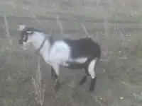 Козел Ламанча..ждет в гости козочек..