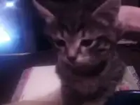 котятп