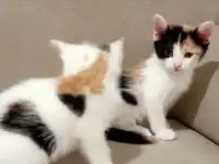 Котята в добрые руки, фотография 2