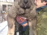 щенки кавказской овчарки