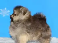 Померанский шпиц.