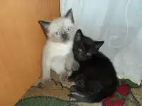 в добрые и заботливые руки