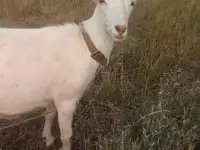 Продам дойную козу