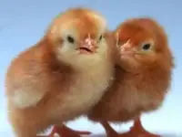 Цыплята, индюшата, утята, гусята