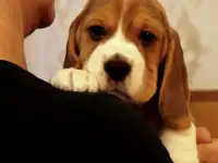 Щенки породы бигль питомника 