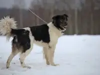 Светлый и чудесный пёс Джимми в добрые руки, фотография 3