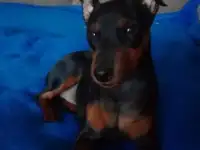 Продаётся щенок цвергпинчера