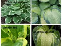 Хоста с белым кантом, фотография 5