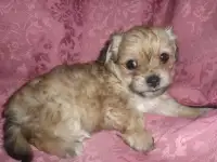 Цветная болонка. Инструктор по вязкам. Роды., фотография 6