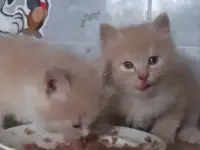 Сибирский котенок, фотография 5