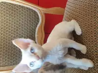 Котята девон рекс, фотография 5