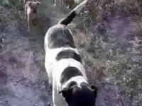 Щенки
