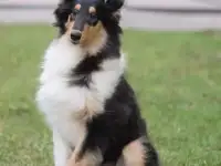 Щенок колли, фотография 2