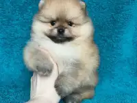 Девочка рыжая