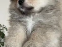 Продам щенков шпица
