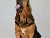 Щенки бладхаунда, фотография 2