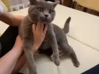 Отдам британскую кошку, срочно