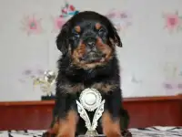Щенки ротвейлера - внуки чемпиона мира!, фотография 10